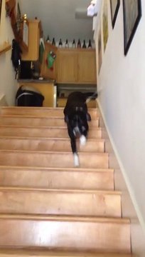 Worst Guard Dog Ever - Hilarious!