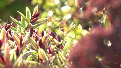 Les plantes "COUVRE-SOL" par Globe Planter