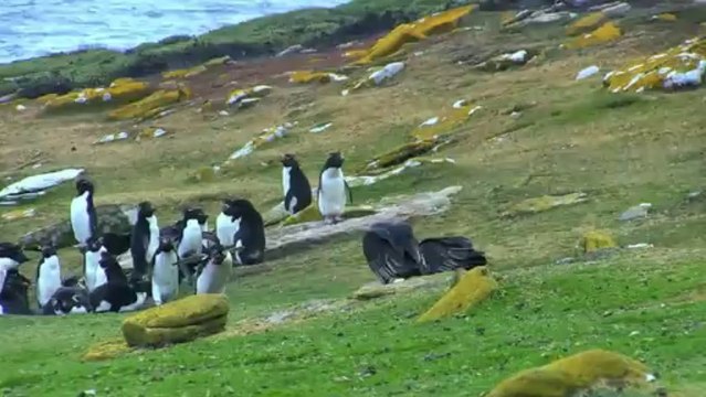Une camera camouflée film une colonie de pingouins... Magique!!!