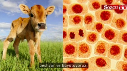 Hayvanları öldürmeden deri ve et üretmek