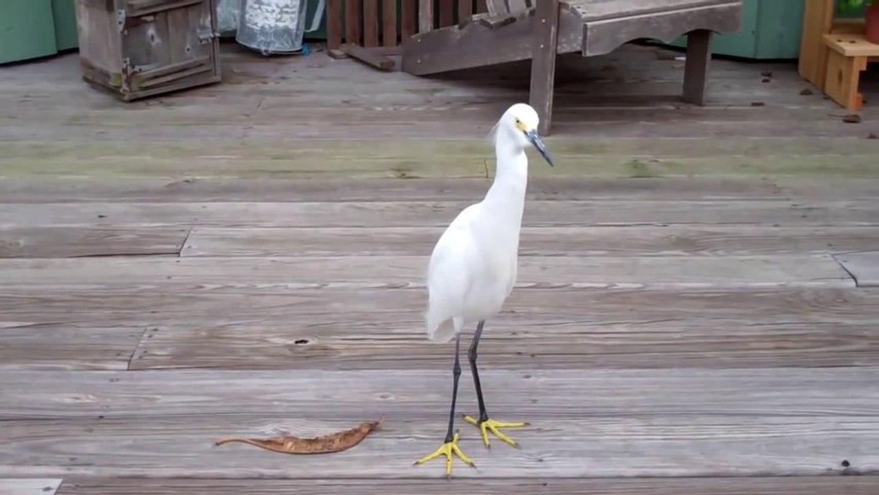 Man Befriends And Feeds Snowy Egret Everyday