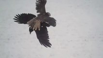 Camera sur la tête d'un faucon qui chasse