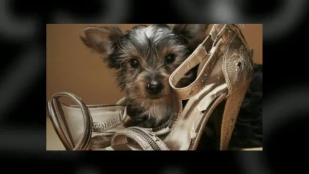 What are the Benefits of Crate Training Your Dog?