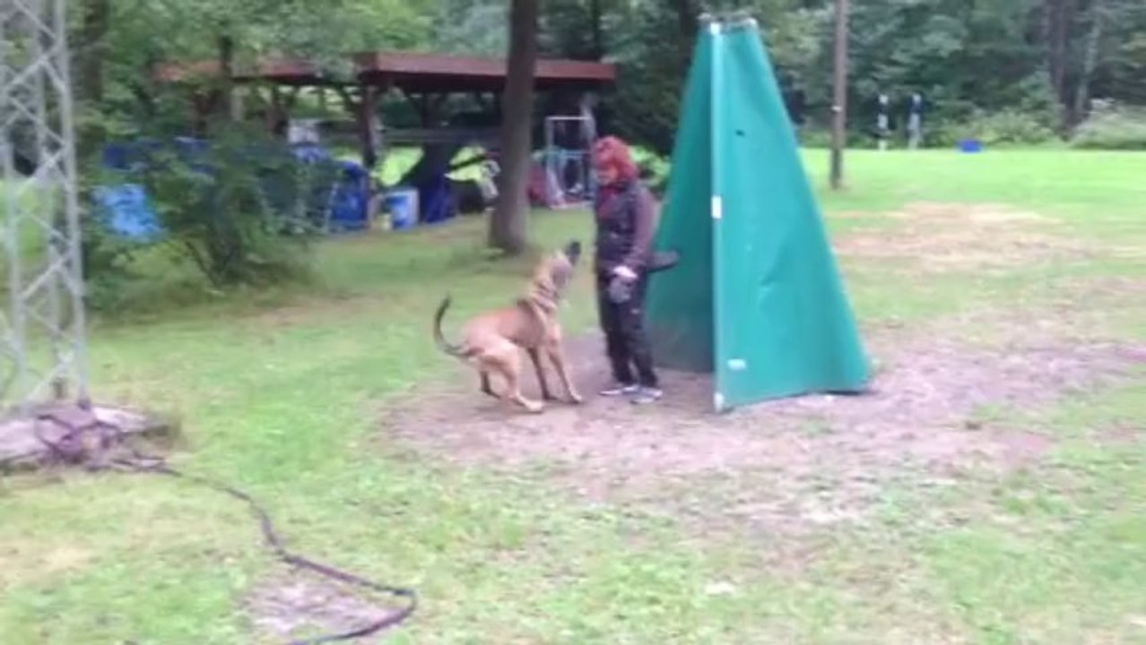 Be Aware Flash @ Training Stellen/Verbellen (8 Monate)