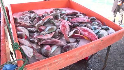PÉNURIE POISSONS GWADA