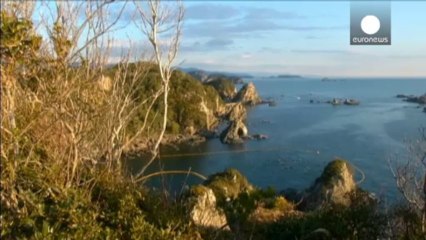 Japonya'nın geleneksel yunus balığı avına çevrecilerden tepki