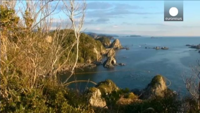 Mort cruelle pour dauphins sauvages au Japon