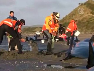 Десятки выбросившихся на берег дельфинов спасены