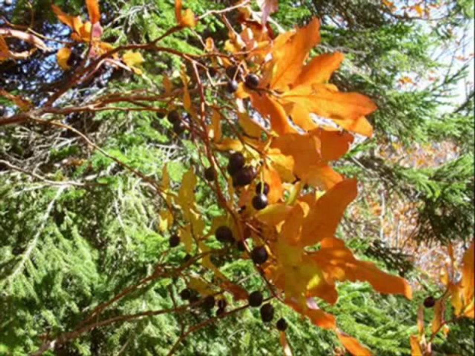 Erol Şahin - Bu Benim Dertlerimi Alırmı Karadeniz -Şeniz- (Rize Kalkandere)