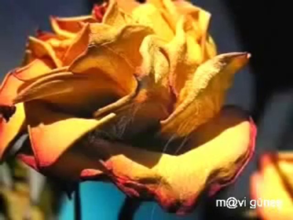 NİL ÜNAL.. Damarımda Kanımsın