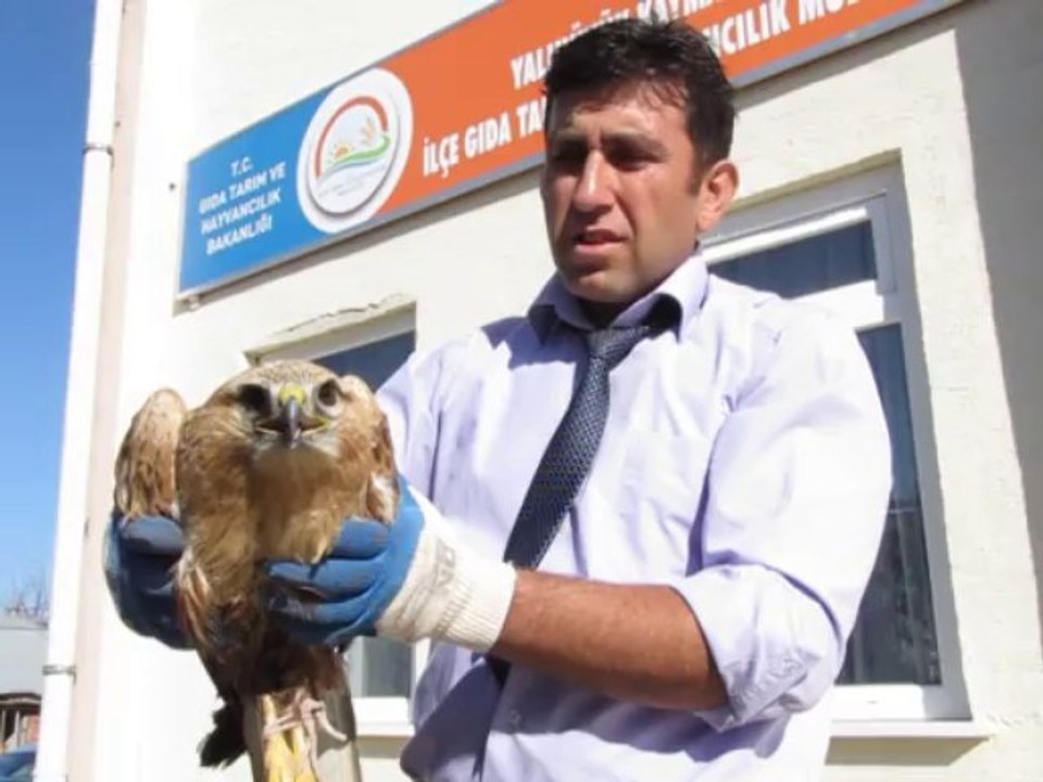 Yalıhüyük'te yaralı kartal tedavi altına alındı