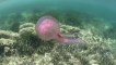 Freediving with jellyfishes - Apnée avec les méduses