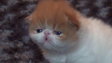 Jasmine: The Fragrant Flower 🌸