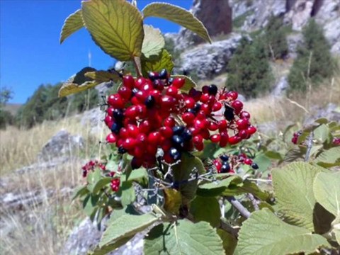 AKBABALAR İKİLİSİ - Unuttun mu Beni beni (YUSUFOĞLAN KÖYÜ)