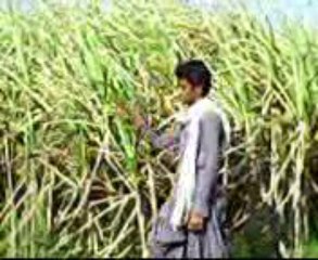 Dilruba Ahmed Khan Jatoi