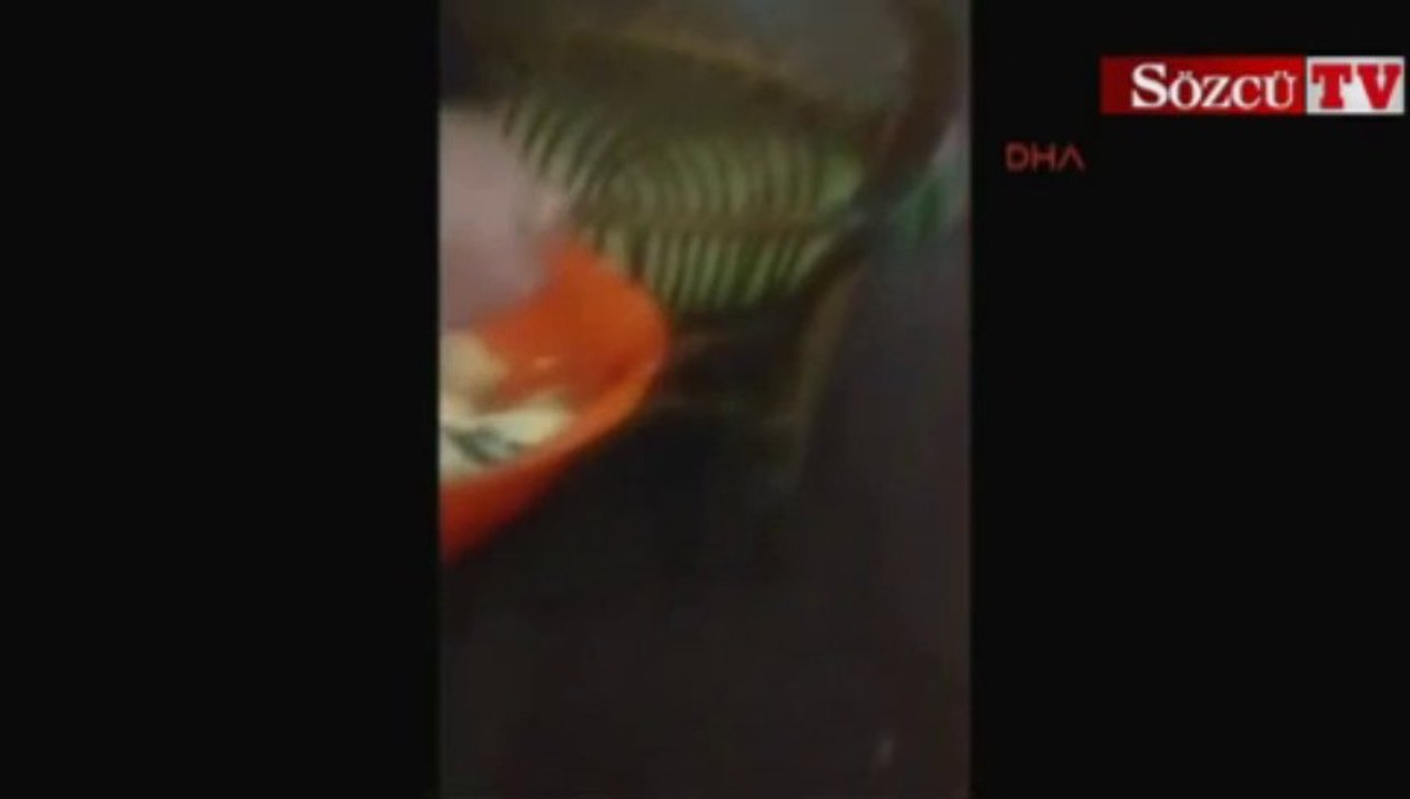 Aç kalan tilki tatil köyünde besleniyor