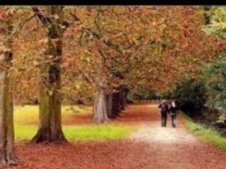 Muzaffer Aktar-Etek sarı