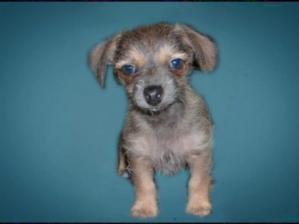 Baby Snickers