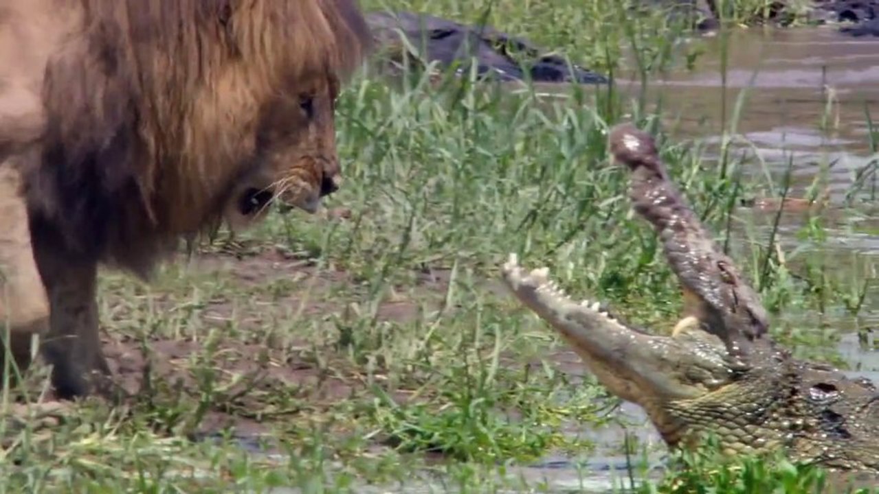 Lion vs Crocodile Whose the Boss
