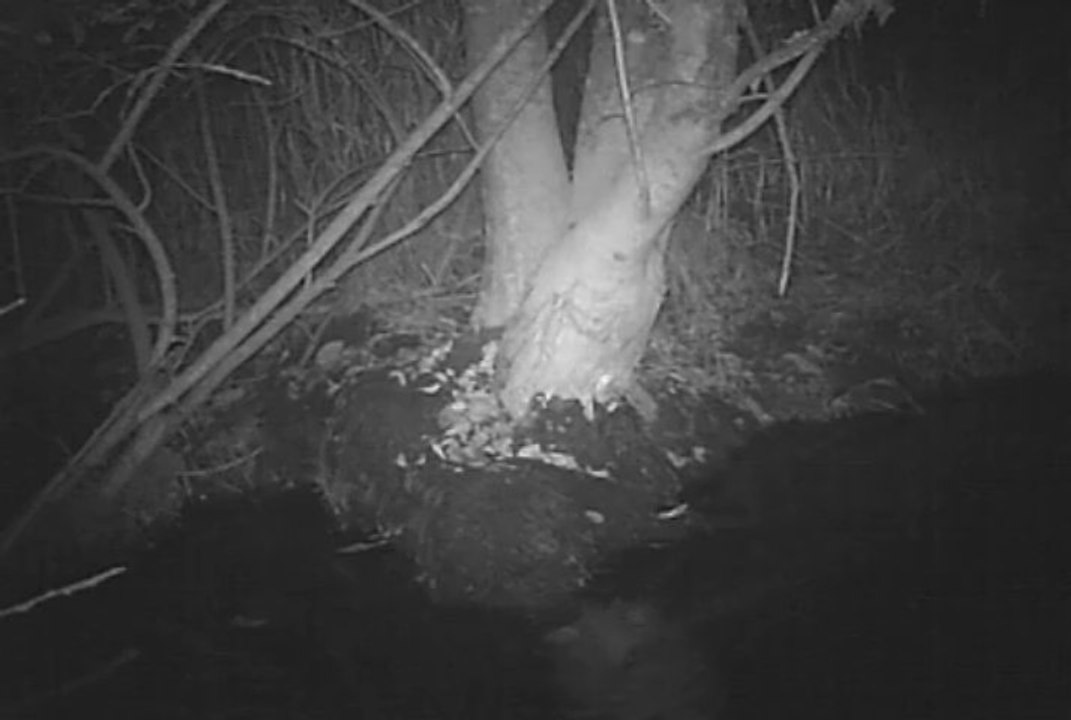 loutre - ENS St Pierre le Chastel