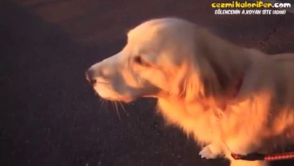 Ambulans Sireni Takliti Yapan Köpek