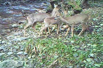 Chevreuils mangent un champignon