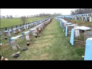 Selección de Aves Para Rancho Zulybella SmithField Dink Fair Noviembre 2013