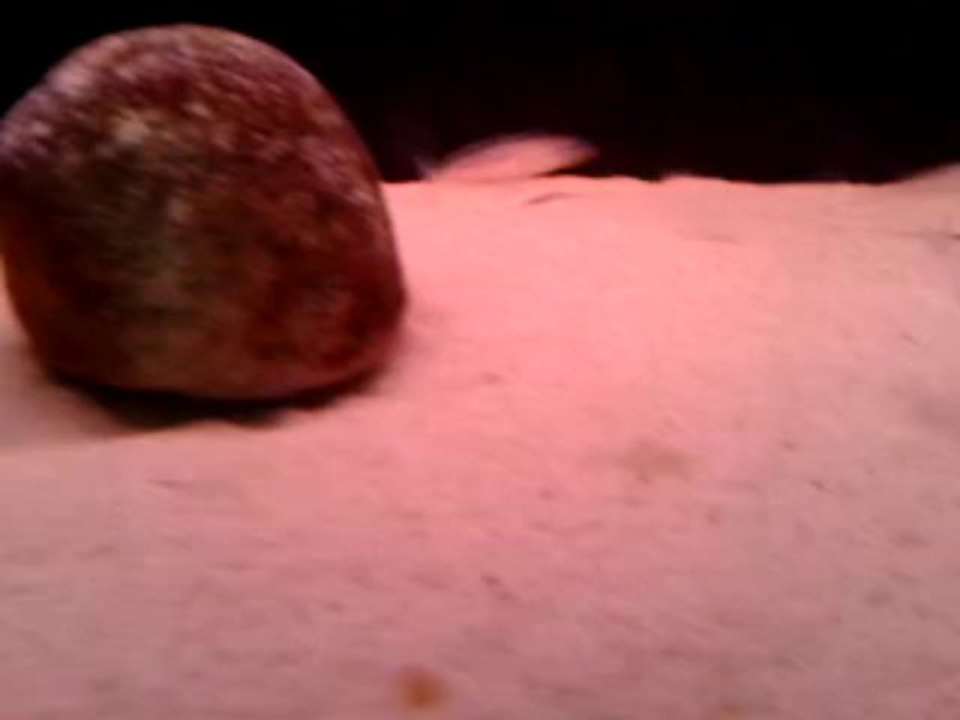 Xenotilapia Bathyphilus Kekese