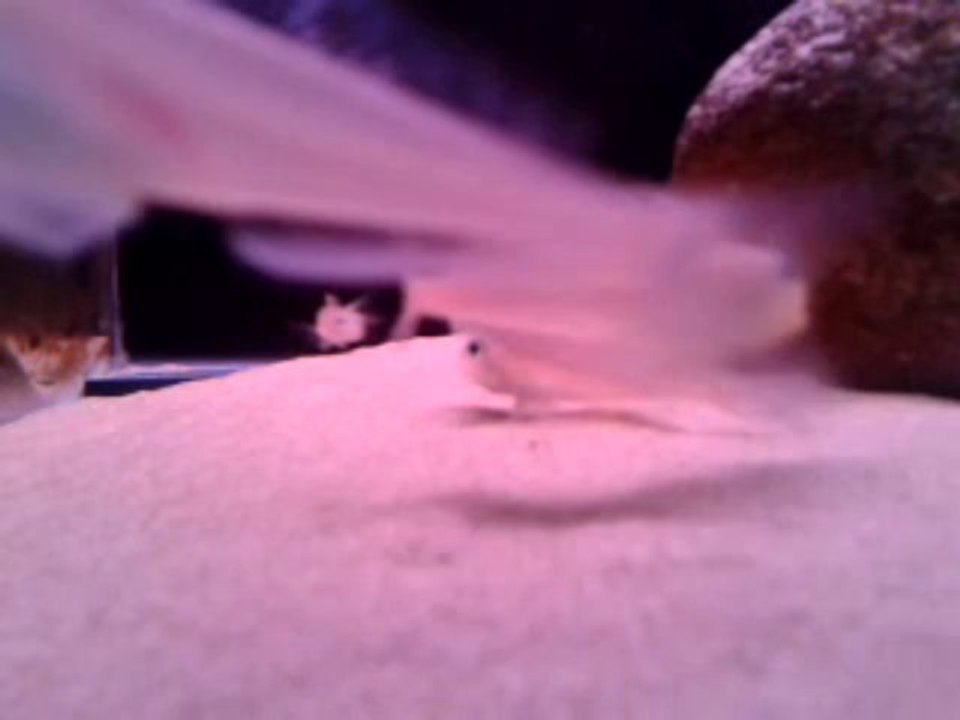 Xenotilapia Bathyphilus Kekese