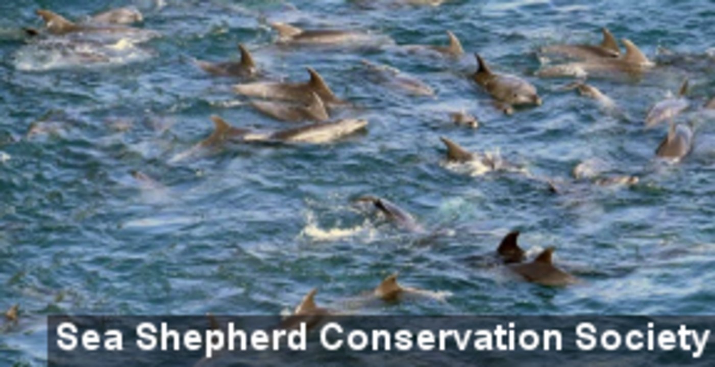 Annual Taiji Cove Dolphin Hunt Continues Despite Controversy