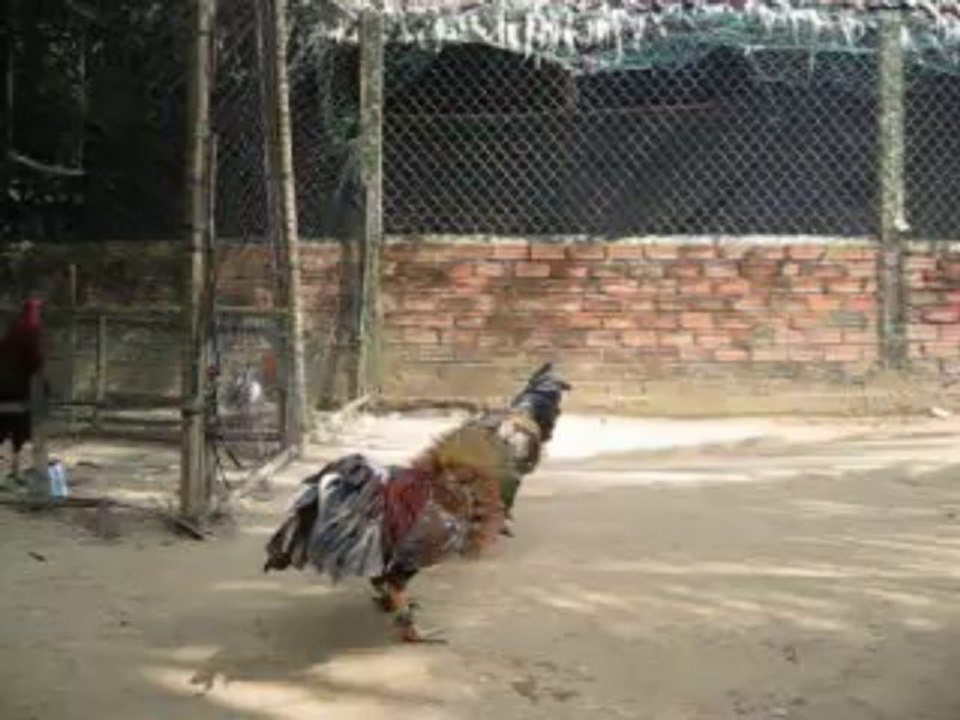 Cú chân xanh với chuối chân xanh