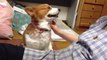 Adorable Corgi Knows How To Get Owner’s Attention For More Pets