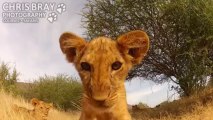 Adorable Lion Cubs Meet GoPro on RC Car!