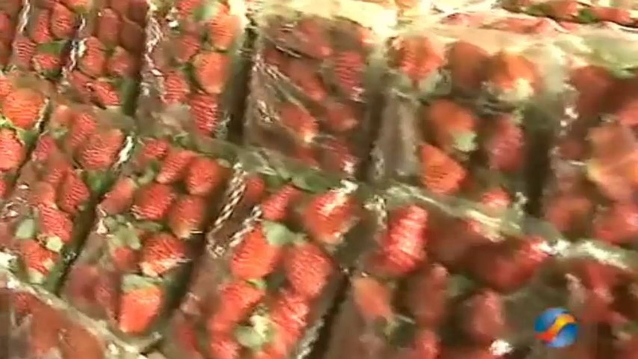 Morango Para Uma Dieta Detox Mágica
