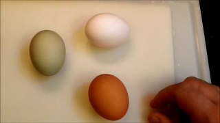 A little about Green Egg's from Wayne, ( The Americana Chicken )