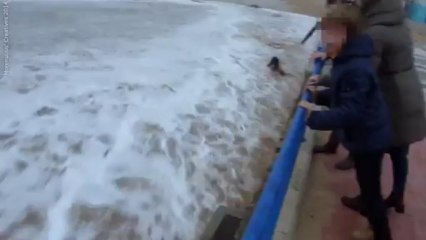 Скачать видео: Giant wave putting down woman in Spain - El Sardinero Santander Beach 2014