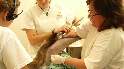 Un pélican s'étouffe avec les arrêtes d'un poisson