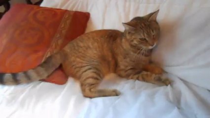 MINETTE 20 01 2014 CANAPE