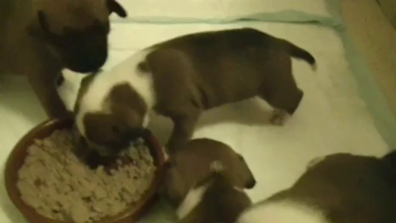 36ème vidéo Les premiers repas purée-croquettes de la 14ème portée de Staffordland