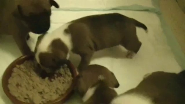 36ème vidéo Les premiers repas purée-croquettes de la 14ème portée de Staffordland