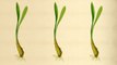 The Snob's Dictionary - Food Snob: Wild Leeks, Spring Onions, and Ramps—The Definitive Spring Vegetable