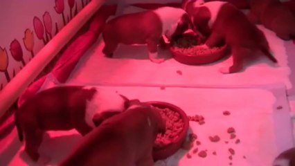 44ème vidéo  2ème repas de la journée à Staffordland