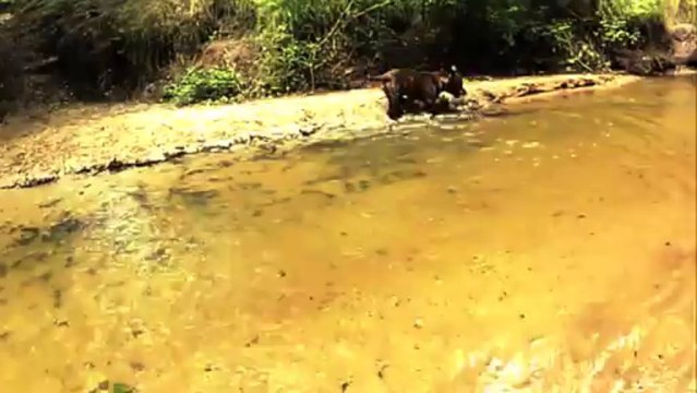 Eros de la forêt des dragons noirs mâle de l elevage The Jocker's BullyHouse