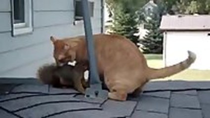 Old Friends Reunite - squirrel and cat catch up on ole' times