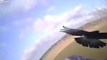 Falconcam reveals the secrets of mid-air raptor pursuit