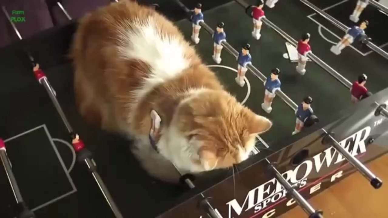 Funny Cats Meowing Compilation