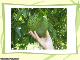 Graviola Soursop - Is Soursop Most Effective Immune System Booster and All natural Cancer Cure?