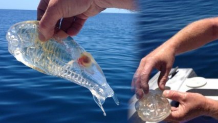 Fisherman Snags Translucent Gummy Monster off New Zealand Coast