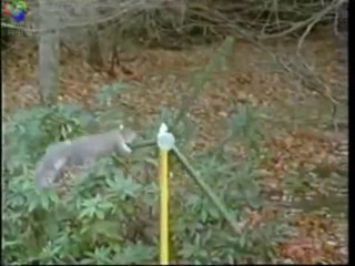 Mission Impossible Squirrel and How to Make Money Online