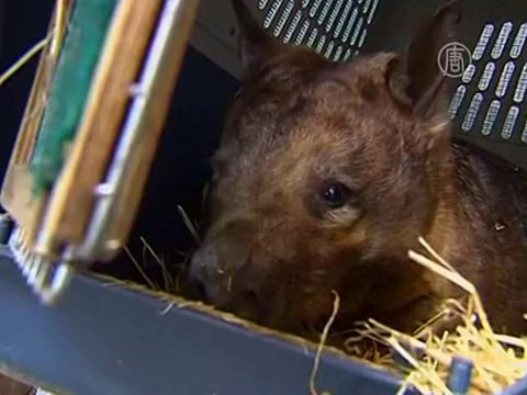 Впервые вомбату сделали операцию на бедре